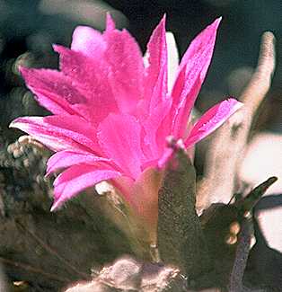Ariocarpus agavoides