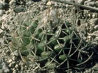 Turbinicarpus laui