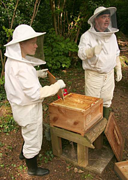 Wandlebury apiary