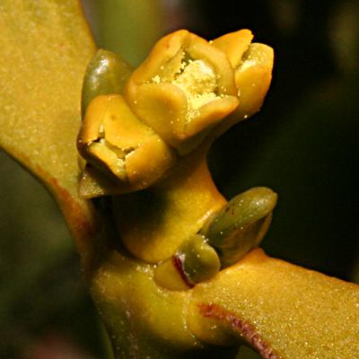 Male flowers on Viscum album (European Mistletoe)
